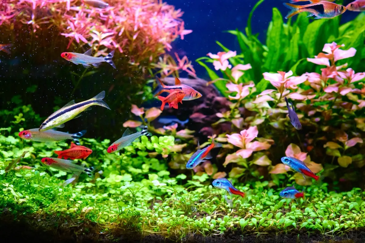 水草が茂る水槽の中を泳ぐ熱帯魚