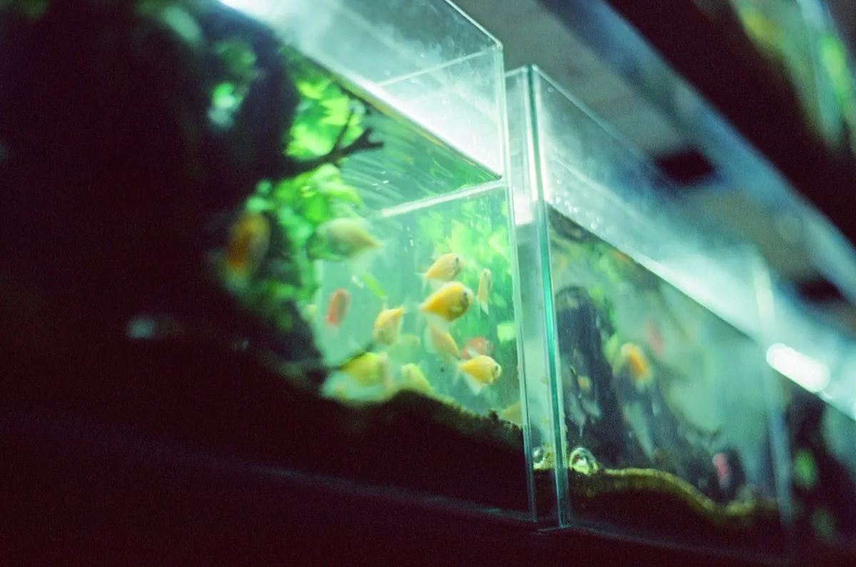 斜めから撮った小さな水槽。黄色い魚が数匹泳いでいる